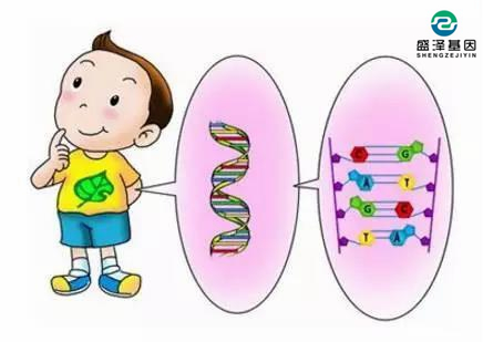 父子DNA鉴定配比率多少孩子才是亲生？3