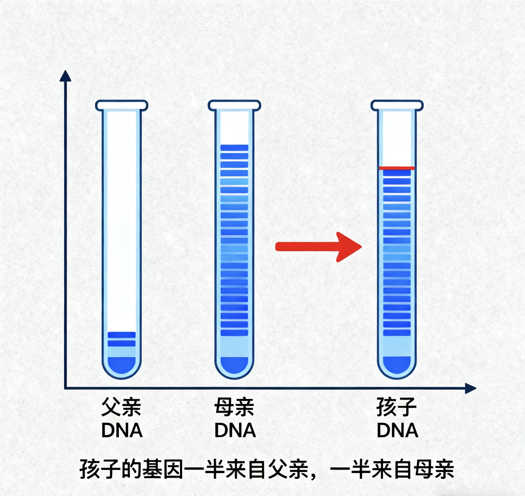 中山亲子鉴定是通过科学手段确定父母与子女关系的一种技术