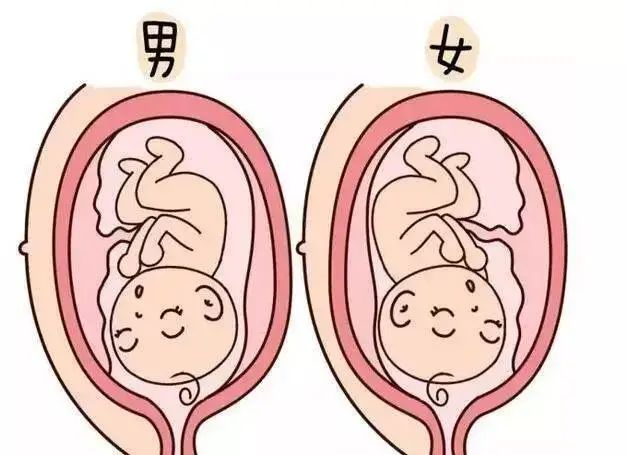 香港“寄血验子”鉴定胎儿性别靠谱吗？3