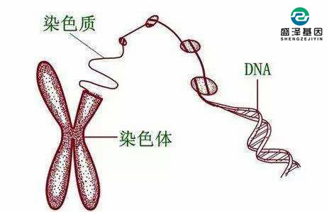 DNA亲子鉴定检测样本的原理及步骤是什么?