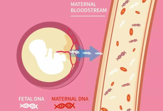 无创胎儿DNA亲子鉴定采血管的注意事项？