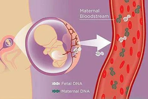 为什么孕妇可以通过静脉血亲子鉴定胎儿？
